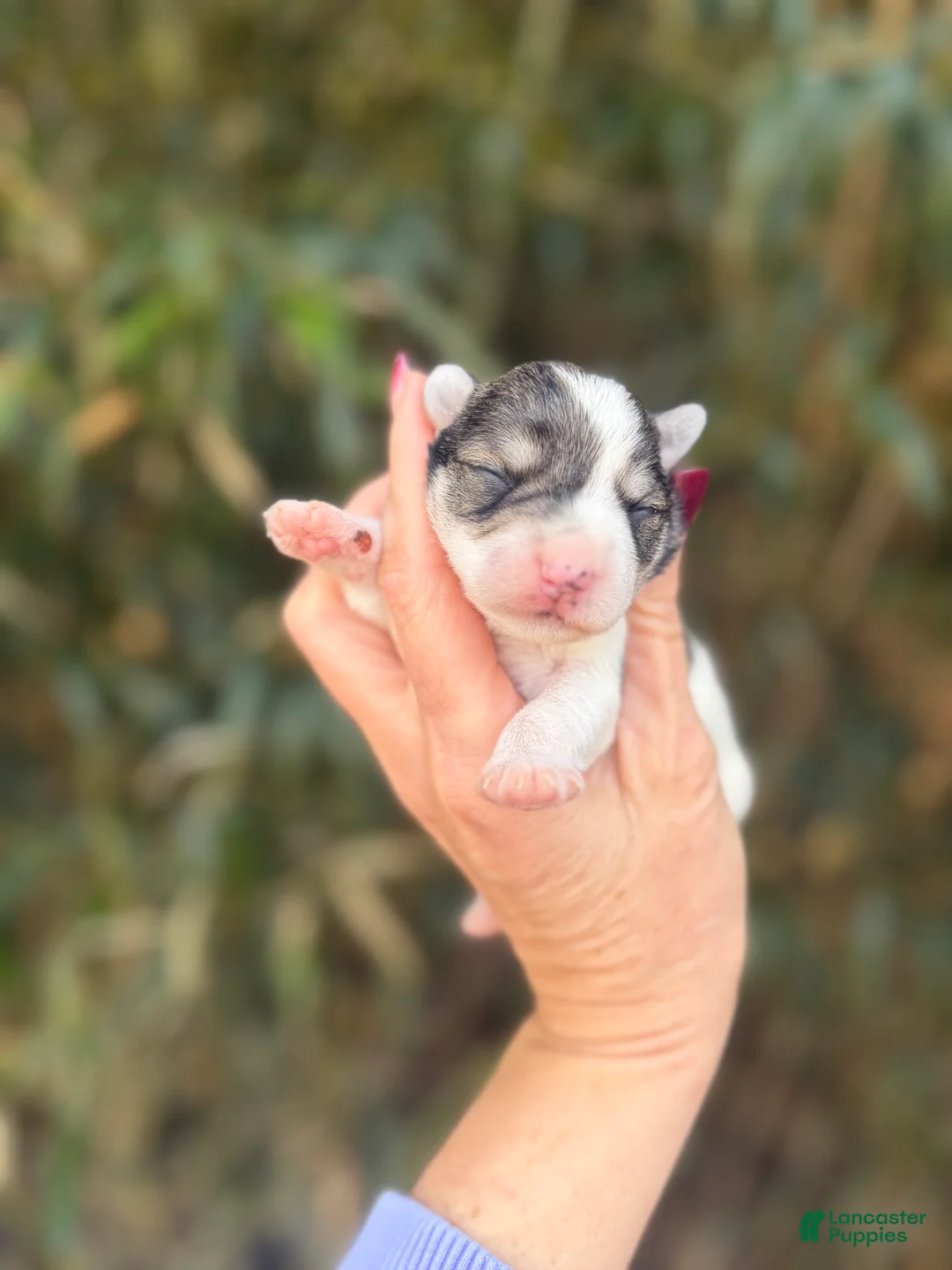 Miniature Schnauzer dogs for sale: Miniature Schnauzer Puppy 3 - Ad 1