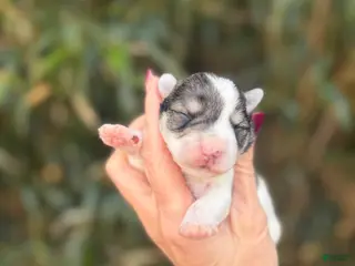 Miniature Schnauzer dogs Miniature Schnauzer Puppy 3 - Ad 23
