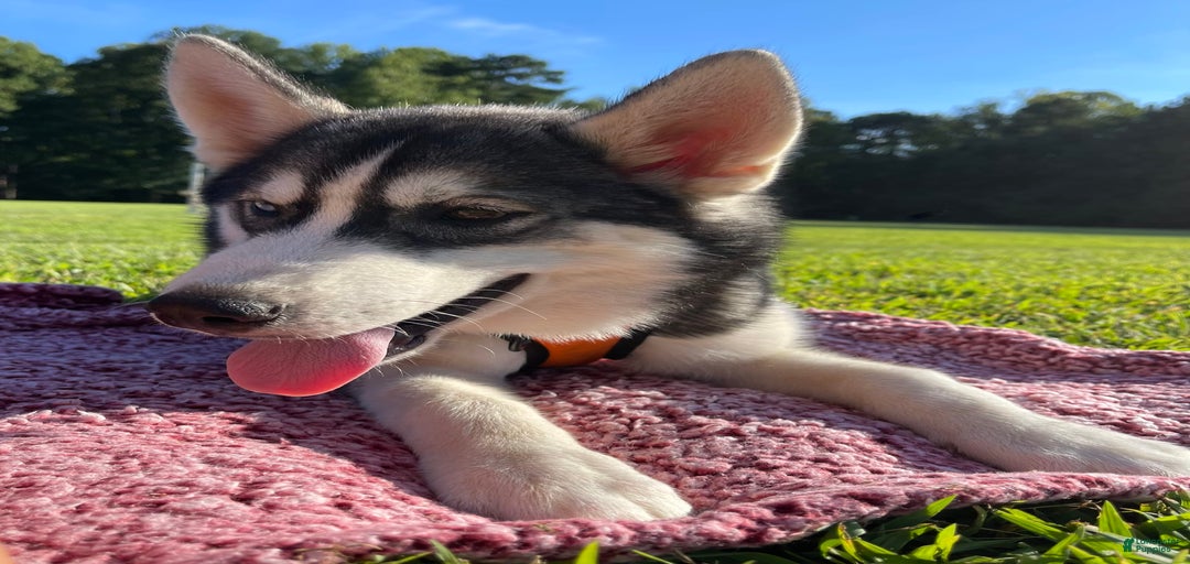 Gallery Image {{count}}