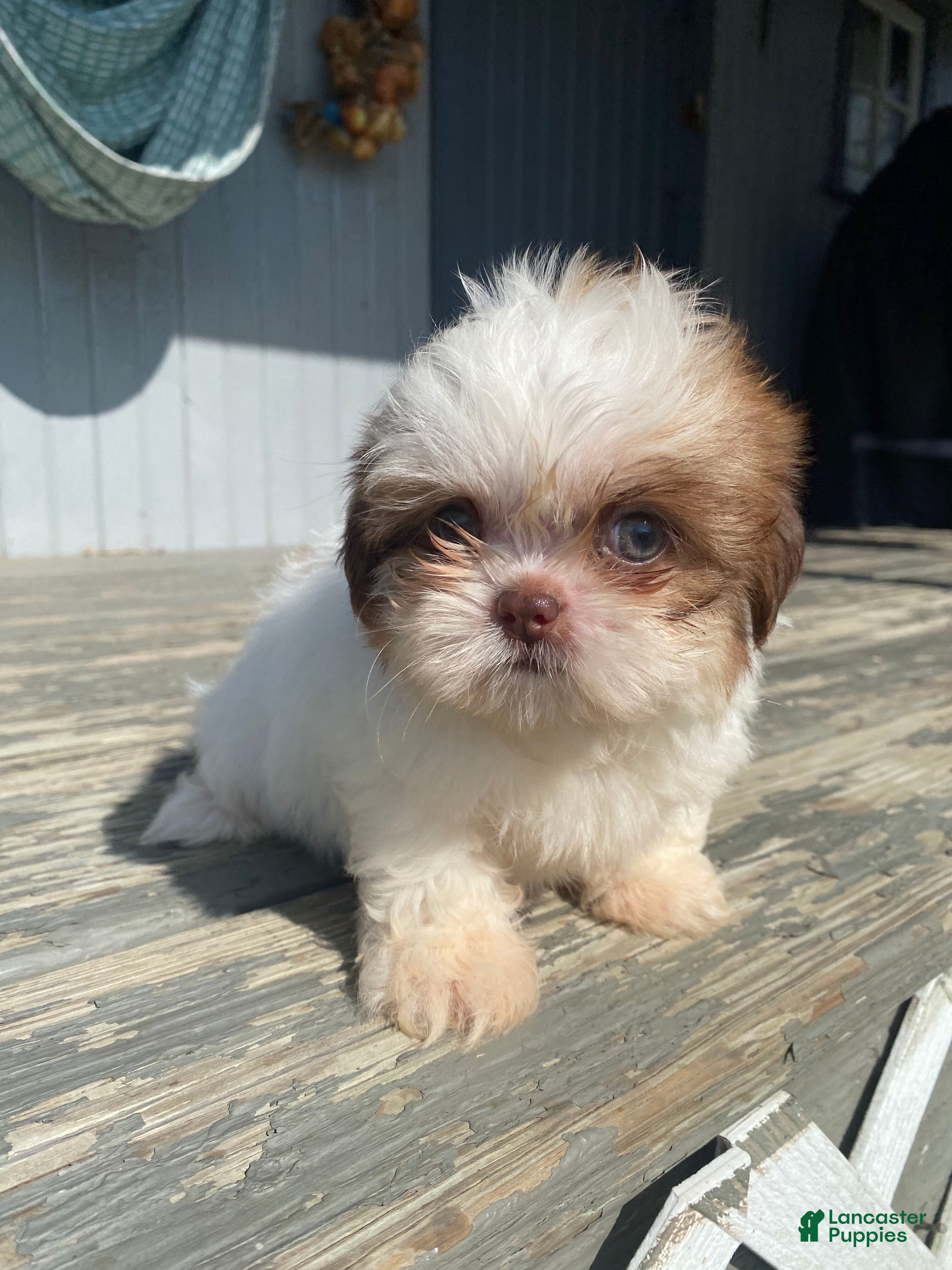 Shih Tzu dogs Stella - Ad 2