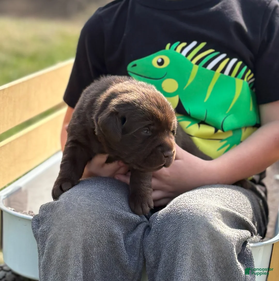 Labrador Retriever dogs for sale: Chocolate male - Ad 1