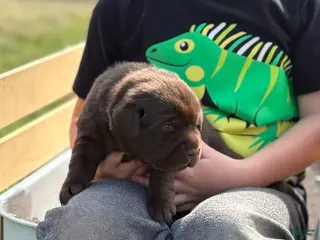 Labrador Retriever dogs for sale: Chocolate male - Ad 4