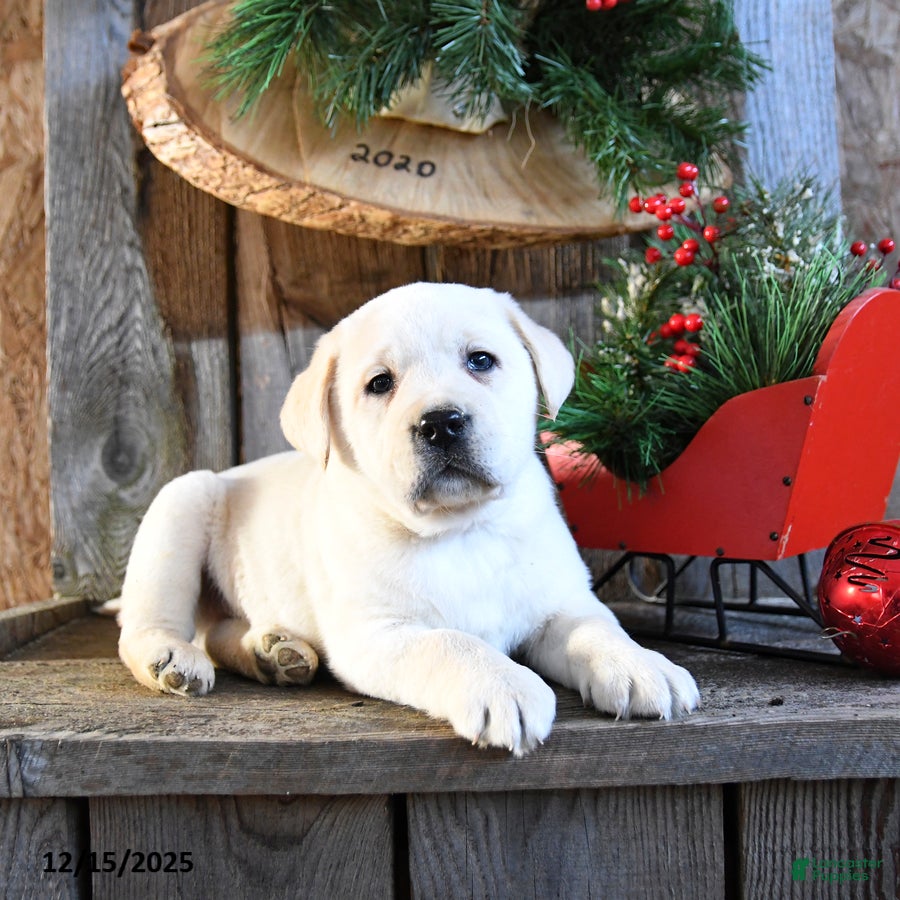 Labrador Retriever dogs Swiss - Ad 7