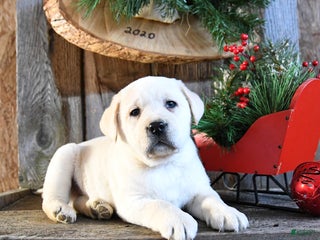 Labrador Retriever dogs Swiss - Ad 7