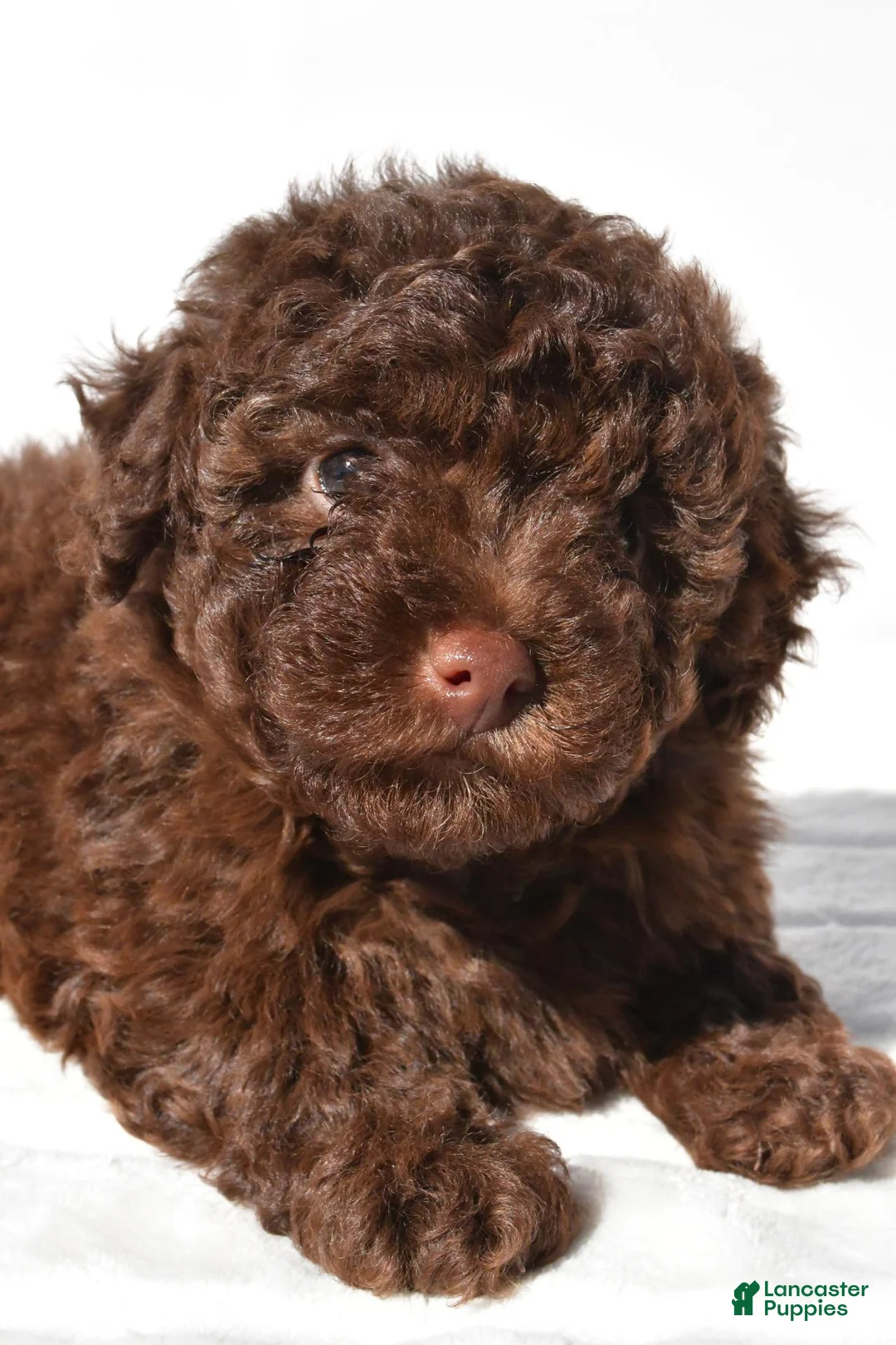 Miniature Poodle dogs for sale: Sophie - Ad 2