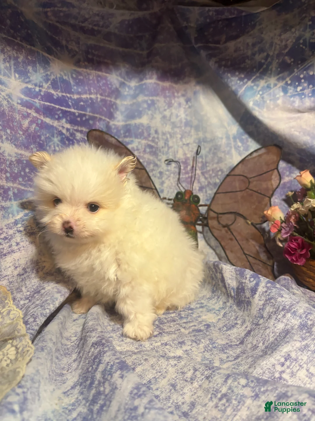 Pomeranian dogs for sale: Pomeranian Puppy 4 - Ad 1