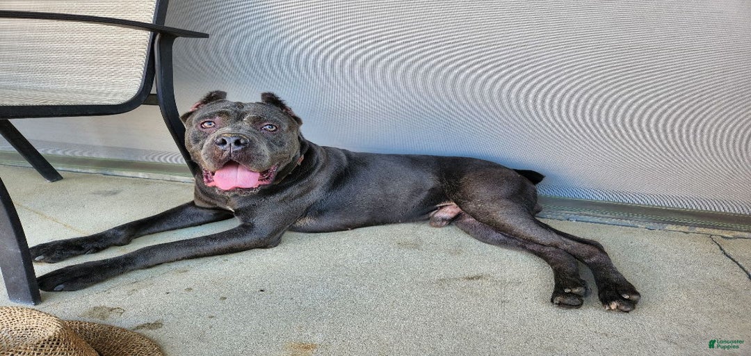 Gallery Image {{count}}