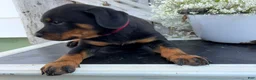 Rottweiler dogs for sale: Blaze - Ad 7