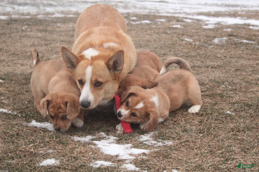 Mixed Breed dogs for sale: Adelise - Ad 7