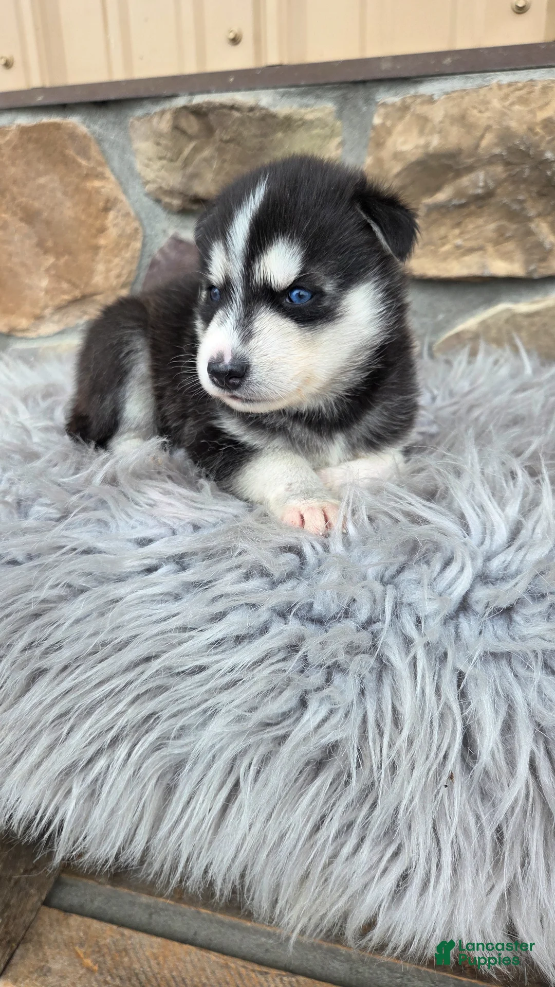 Siberian Husky dogs for sale: Echo - Ad 1