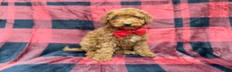 Miniature Poodle dogs for sale: Muffin - Ad 6