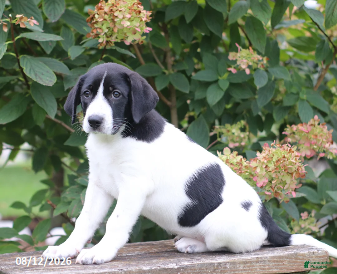 Mixed Breed dogs for sale: Susie - Ad 2