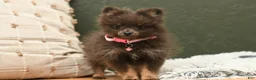 Pomeranian dogs for sale: Lily Blu - Ad 3