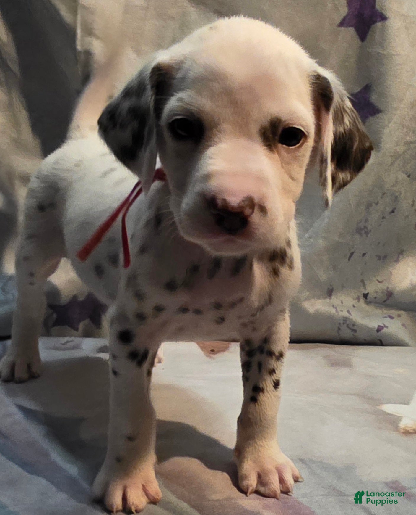 Dalmatian dogs Hazel - Ad 1