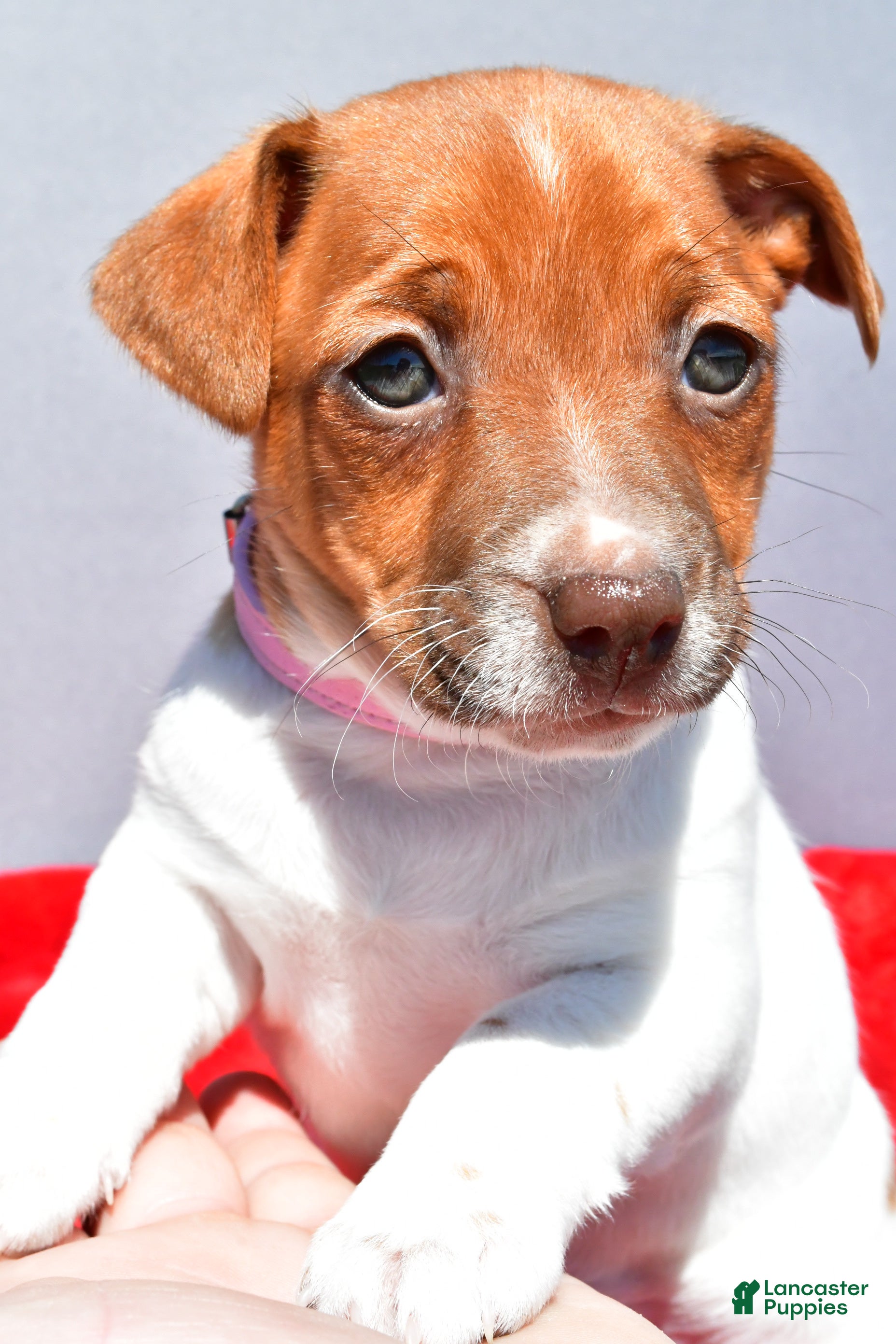 Jack Russell Terrier dogs Lilah - Ad 2