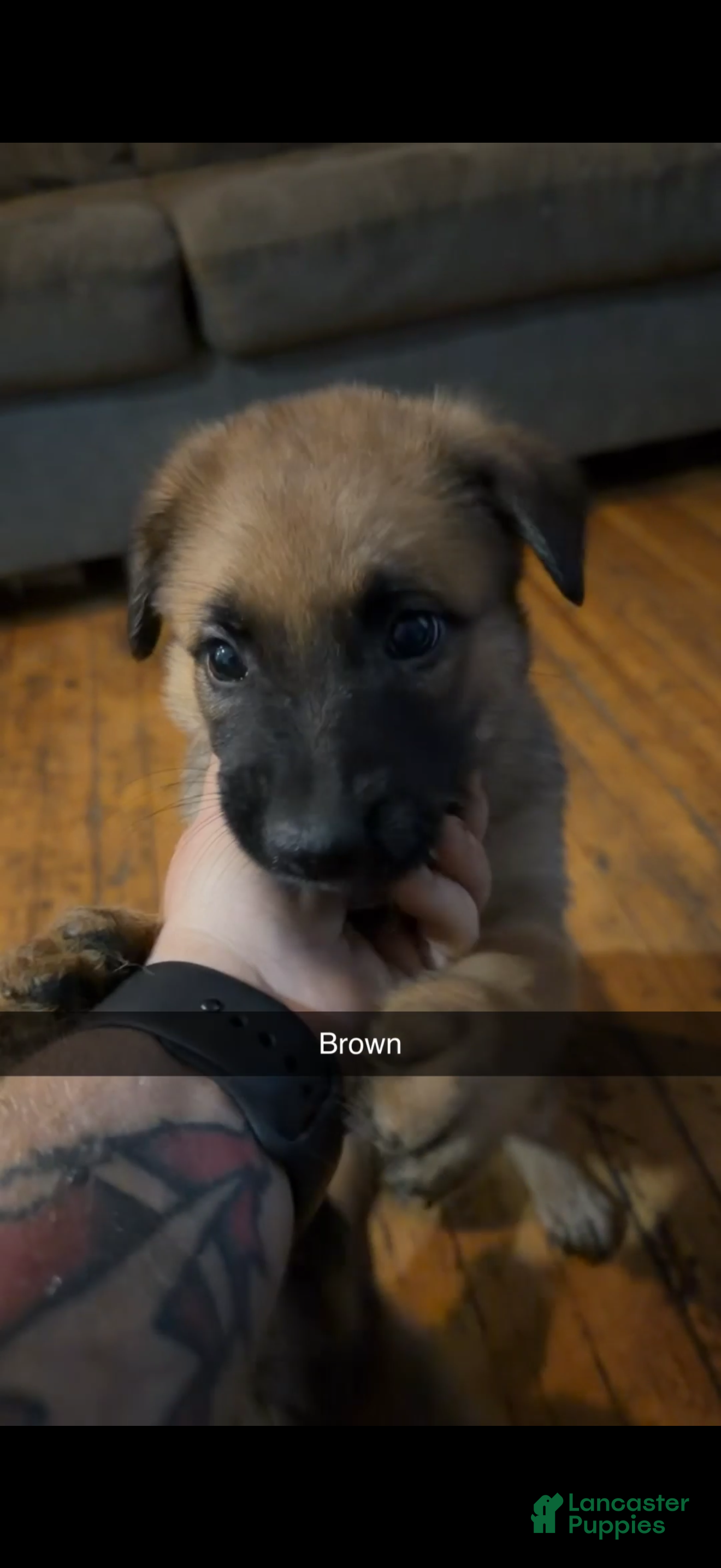 Mixed Breed dogs Mixed Breed Puppy 2 - Ad 28