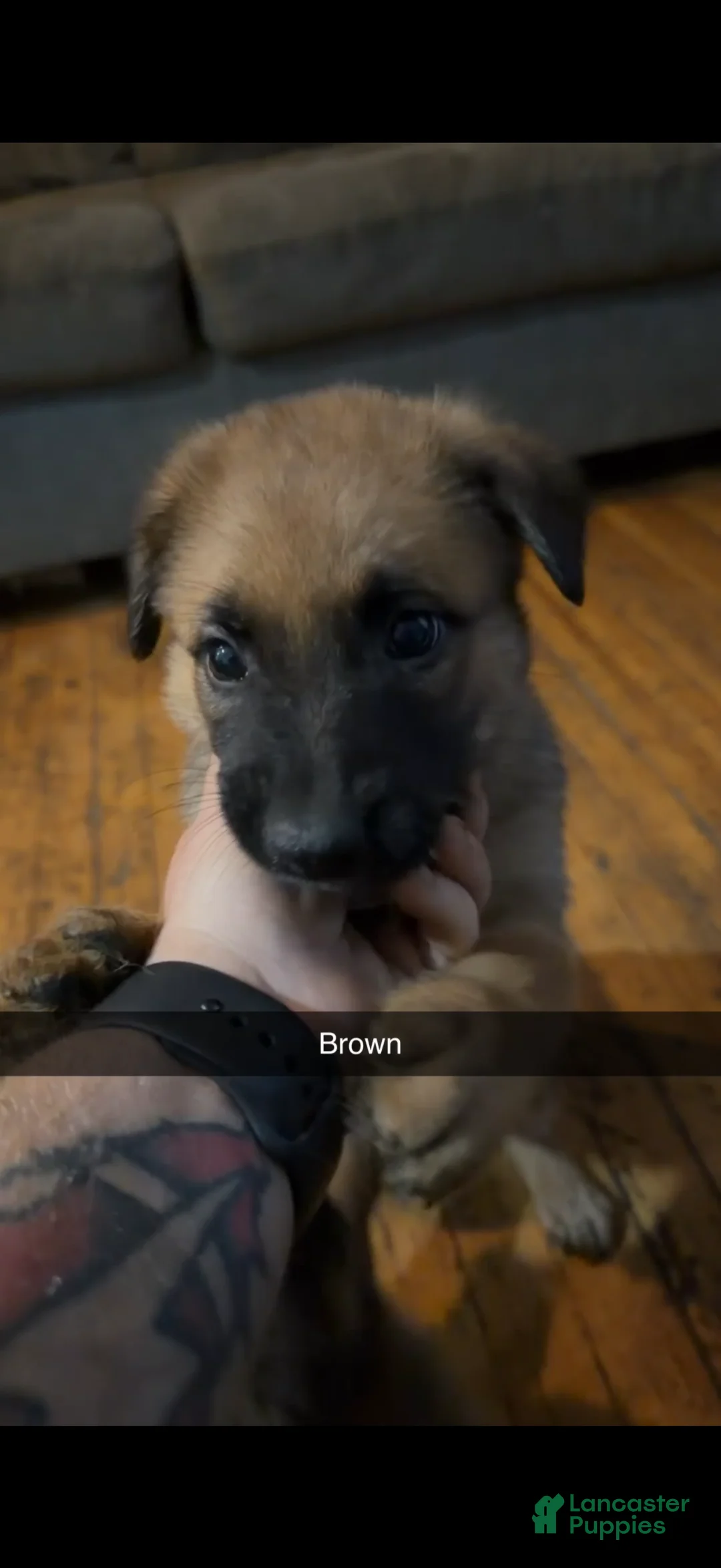Mixed Breed dogs for sale: Mixed Breed Puppy 2 - Ad 1