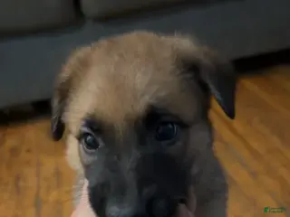 Mixed Breed dogs Mixed Breed Puppy 2 - Ad 28