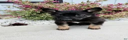 German Shepherd dogs for sale: Finn - Ad 1
