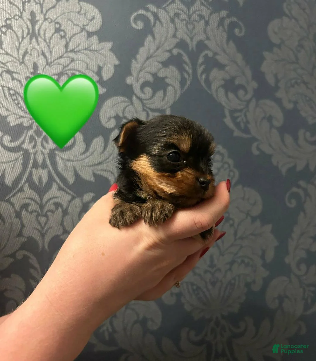 Yorkshire Terrier dogs for sale: Sara - Ad 7