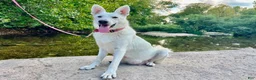 German Shepherd dogs for sale: Sylvia  - Ad 5