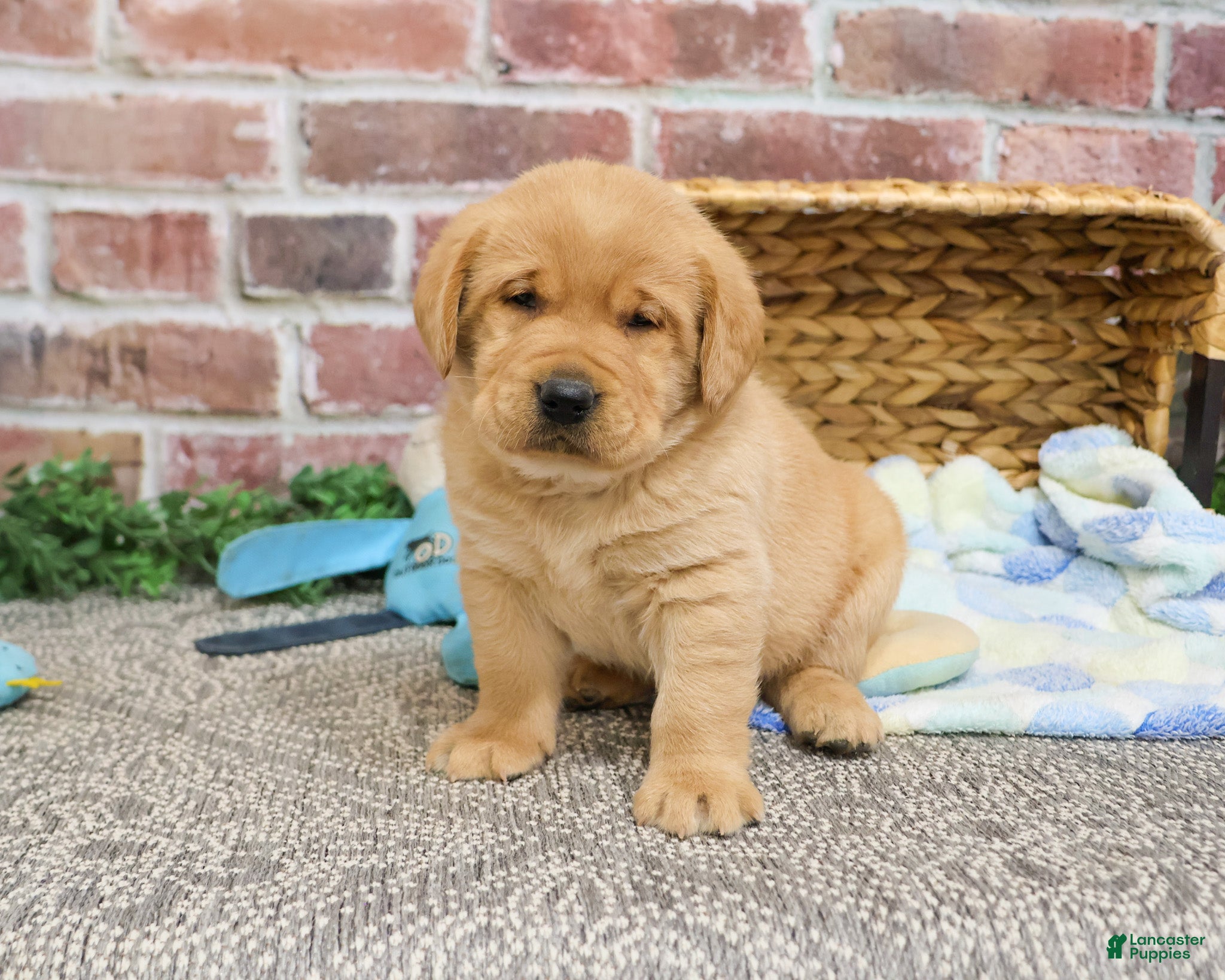 Labrador Retriever dogs Mike  - Ad 25