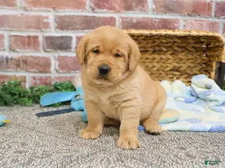 Labrador Retriever dogs Mike - Ad 25