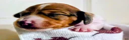 Dachshund dogs for sale: Scooby - Ad 6