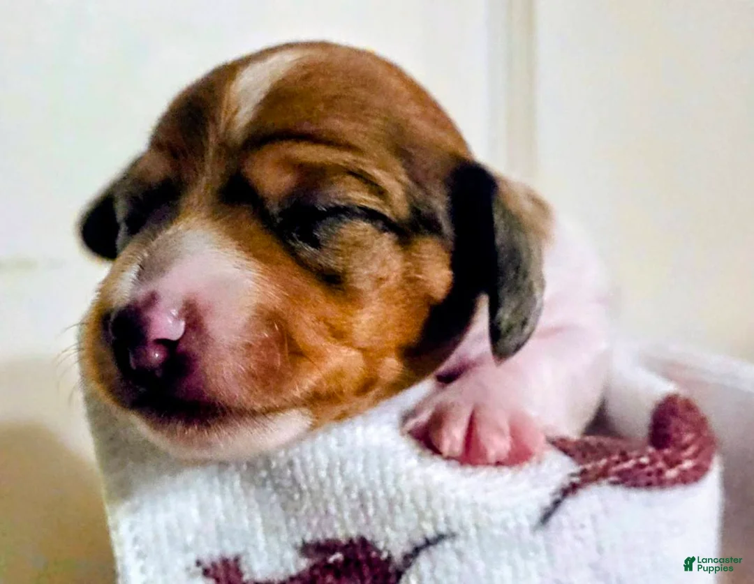 Dachshund dogs for sale: Scooby - Ad 6