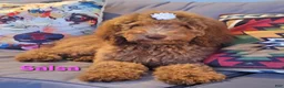 Goldendoodle dogs for sale: Salsa - Ad 1