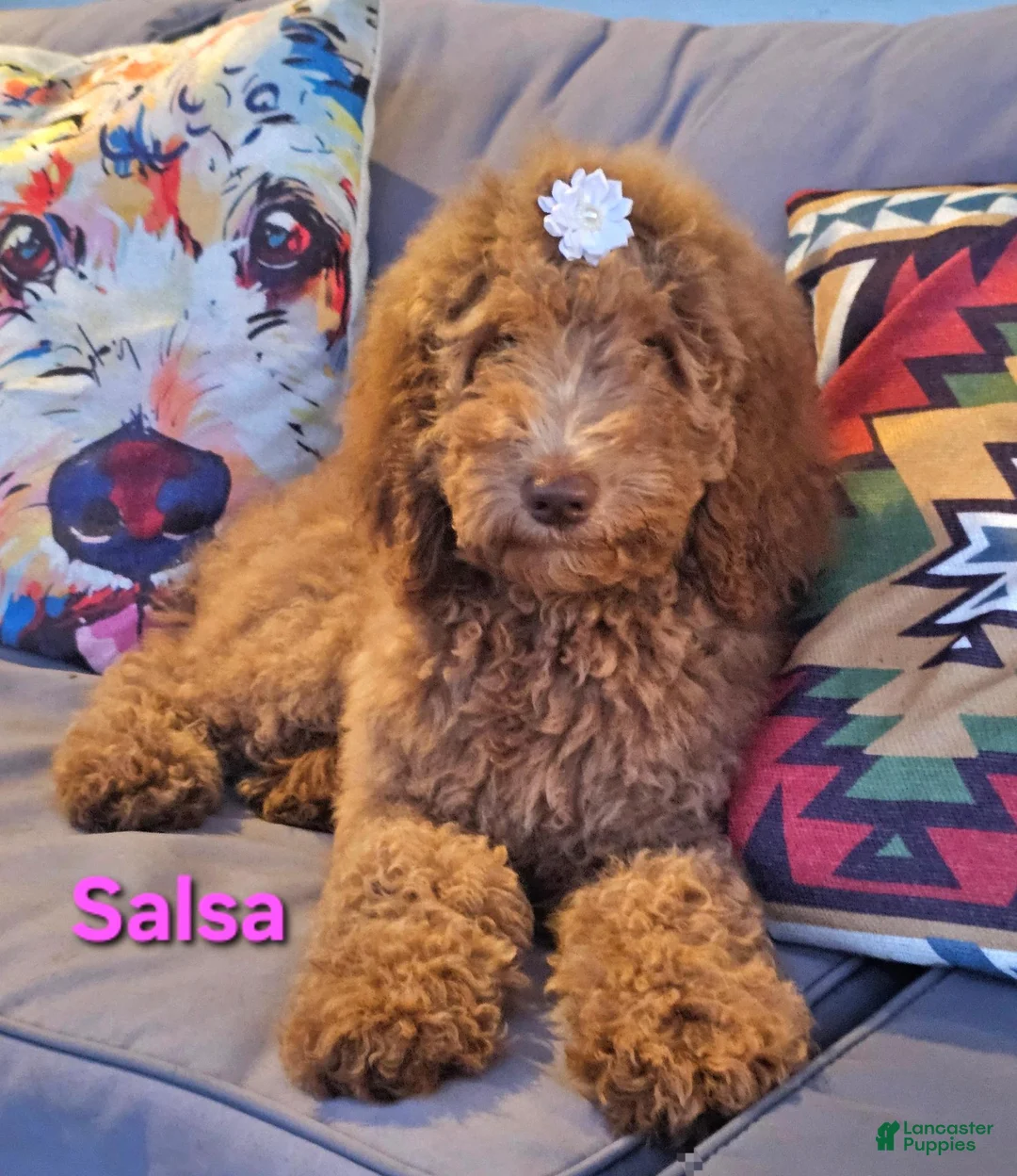 Goldendoodle dogs for sale: Salsa - Ad 1