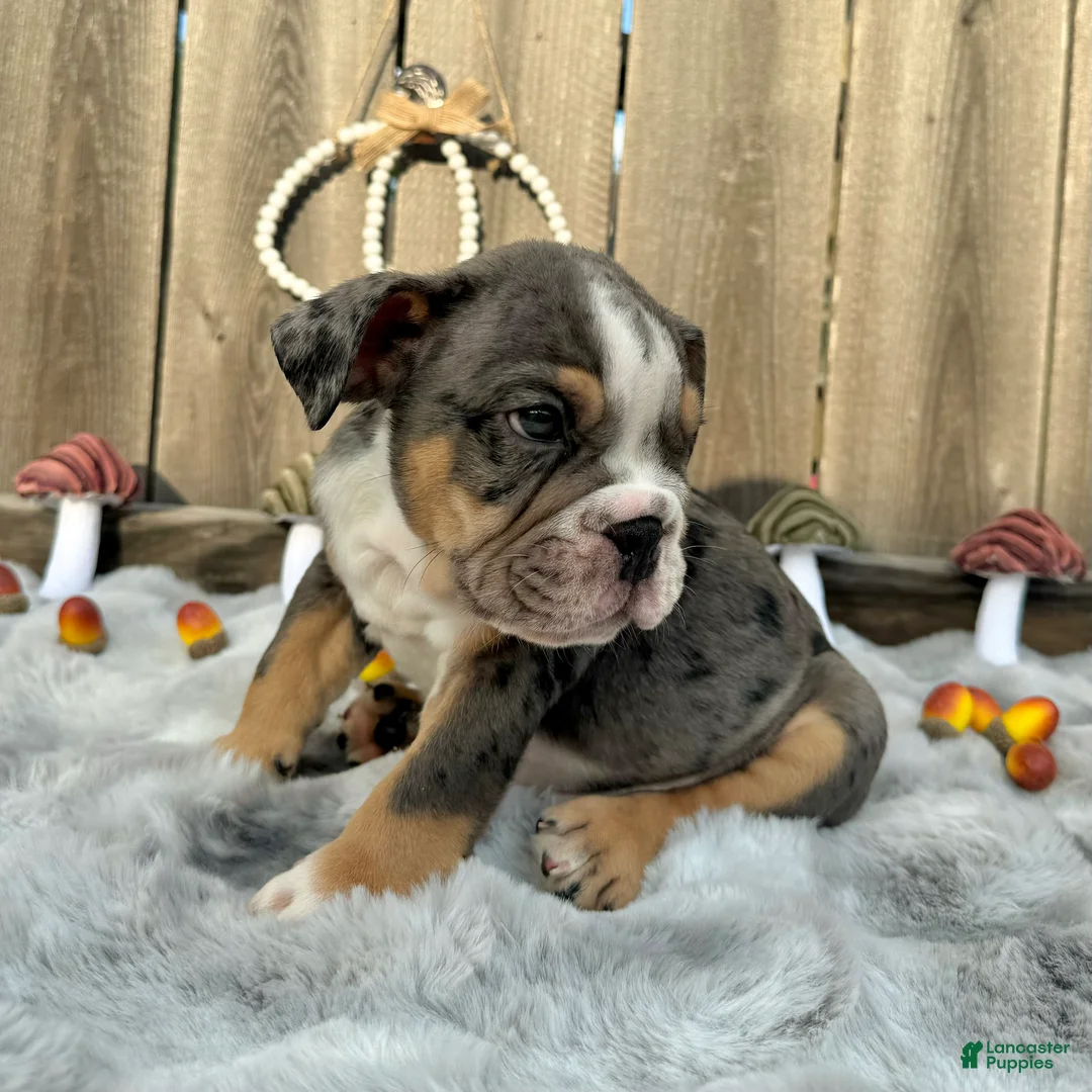 English Bulldog dogs for sale: Oreon - Ad 8