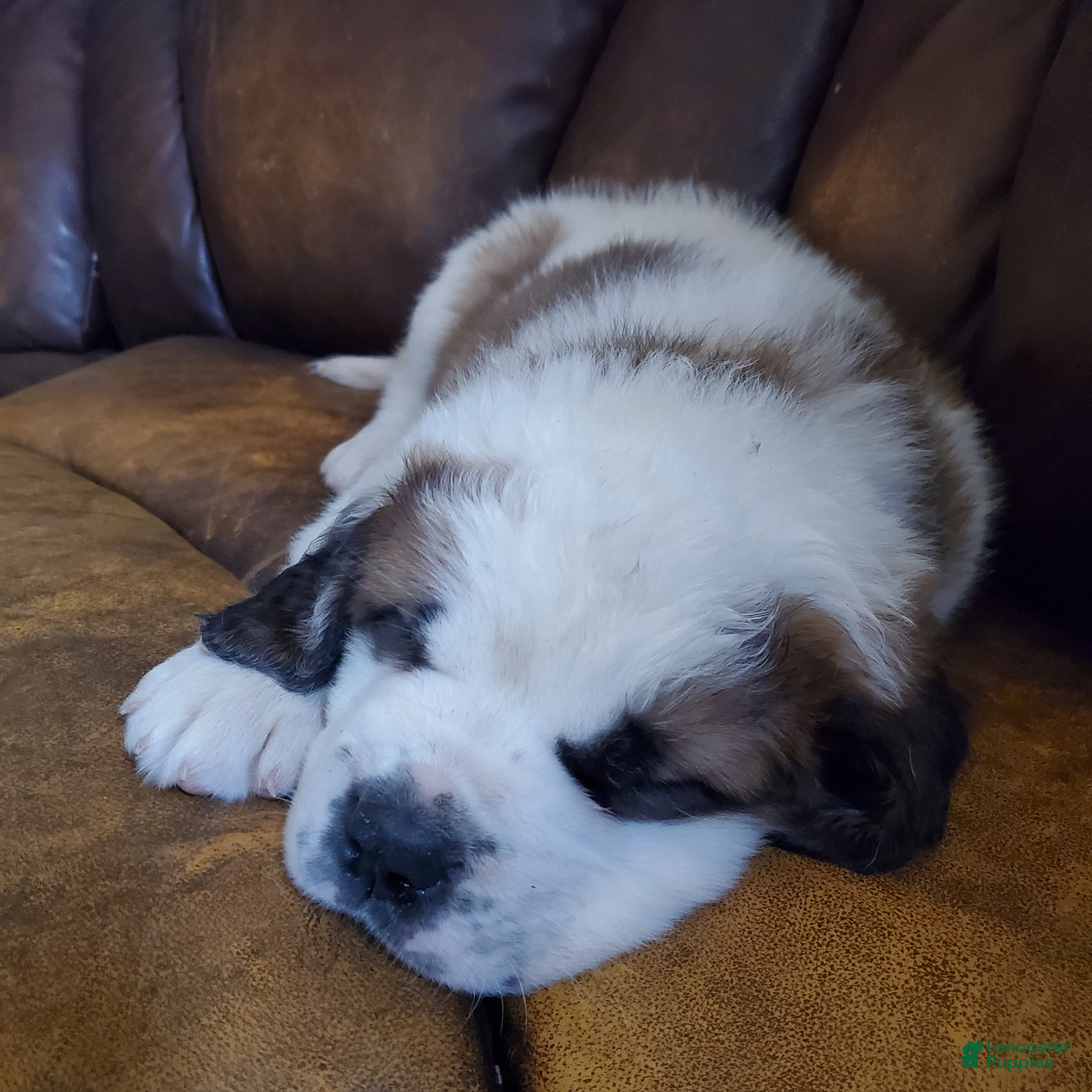 Saint Bernard dogs Saint Bernard Puppy 2 - Ad 24