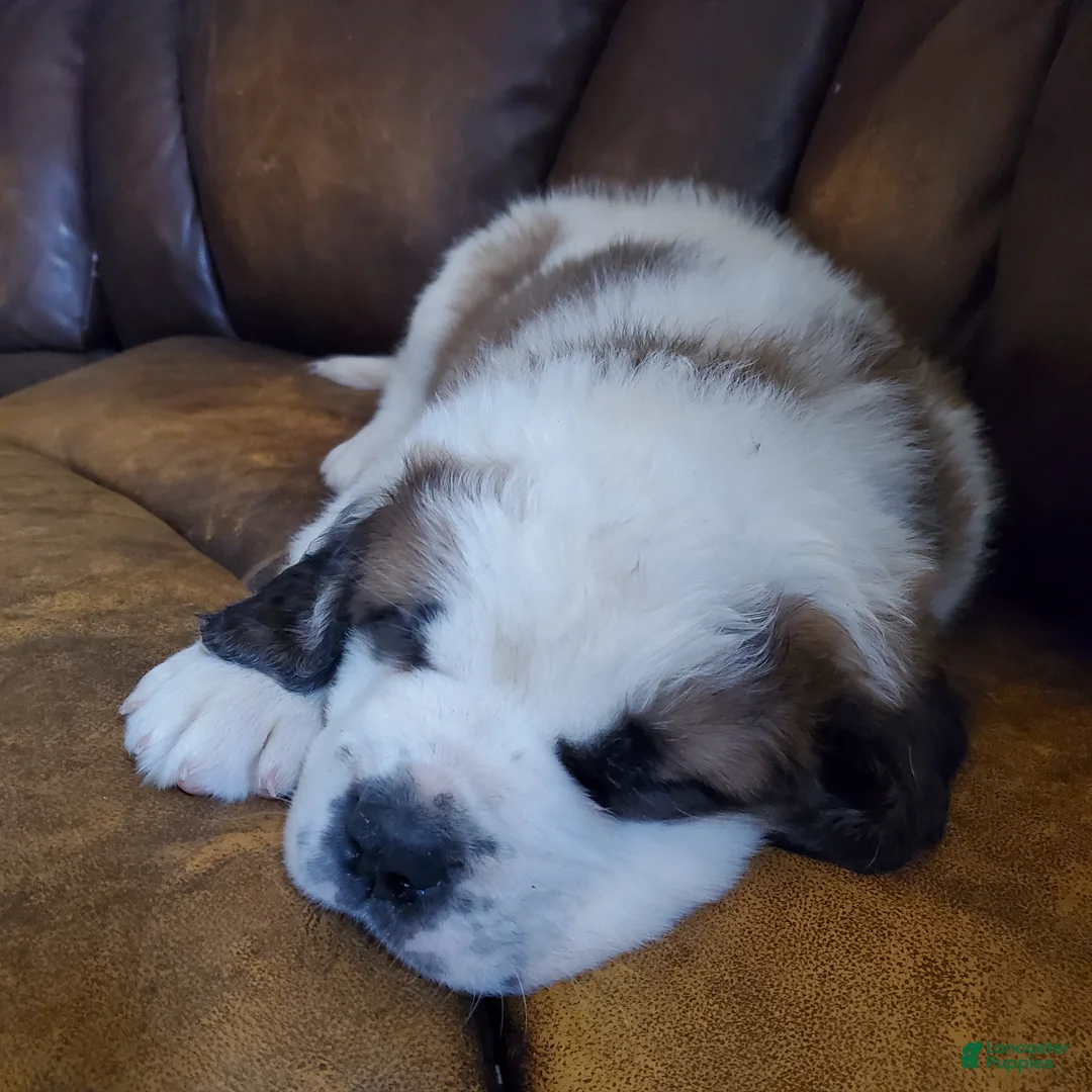 Saint Bernard dogs for sale: Saint Bernard Puppy 2 - Ad 1