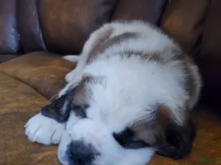 Saint Bernard dogs Saint Bernard Puppy 2 - Ad 24