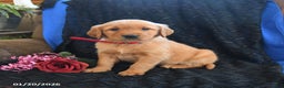 Golden Retriever dogs for sale: Jem   - Ad 1
