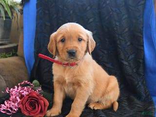 Golden Retriever dogs Jem - Ad 11