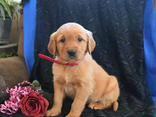 Golden Retriever dogs Jem - Ad 13