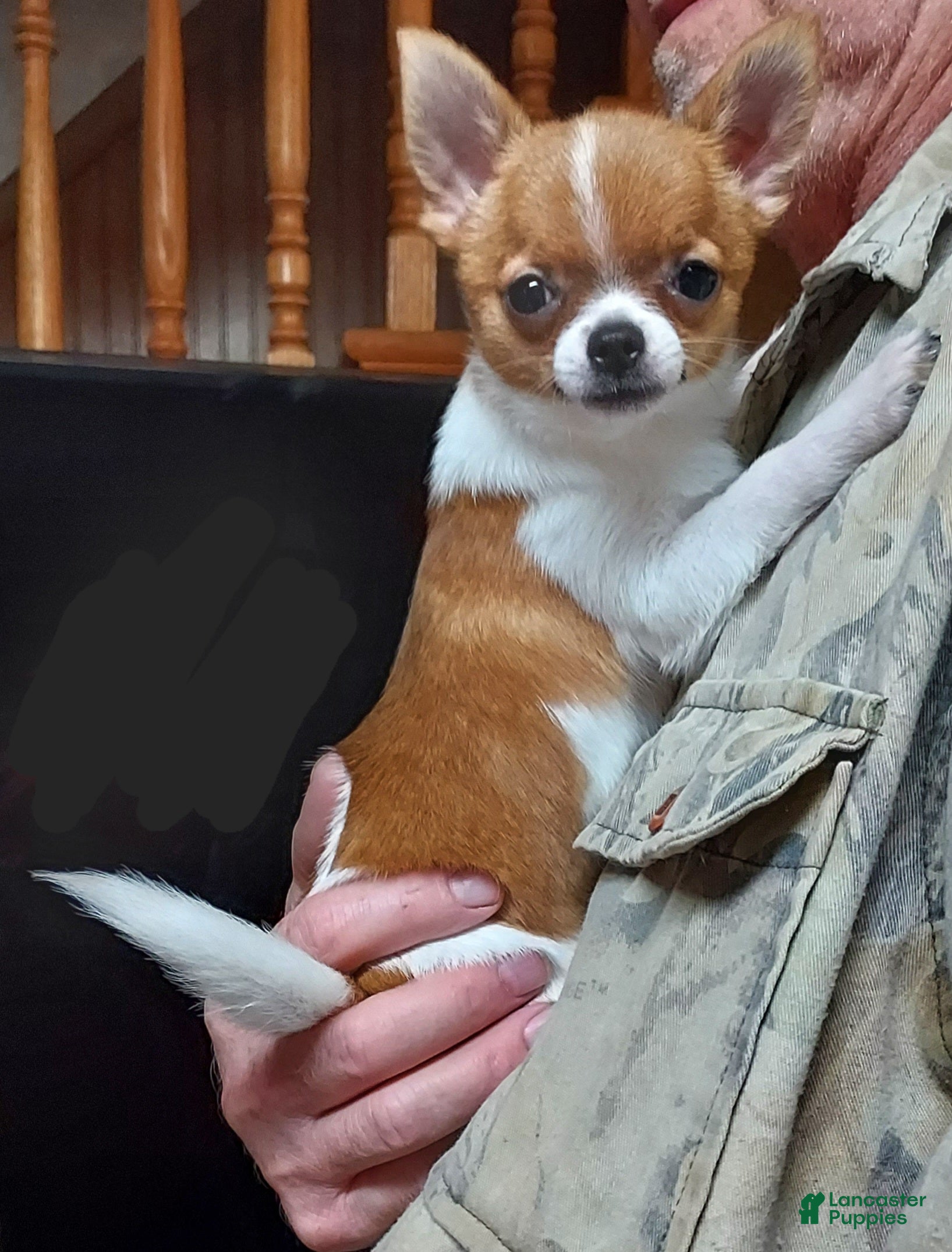 Pomchi dogs P. Sherman - Ad 4