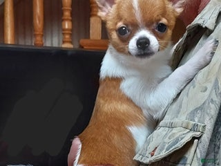 Pomchi dogs P. Sherman - Ad 7