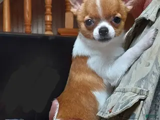 Pomchi dogs P. Sherman - Ad 2