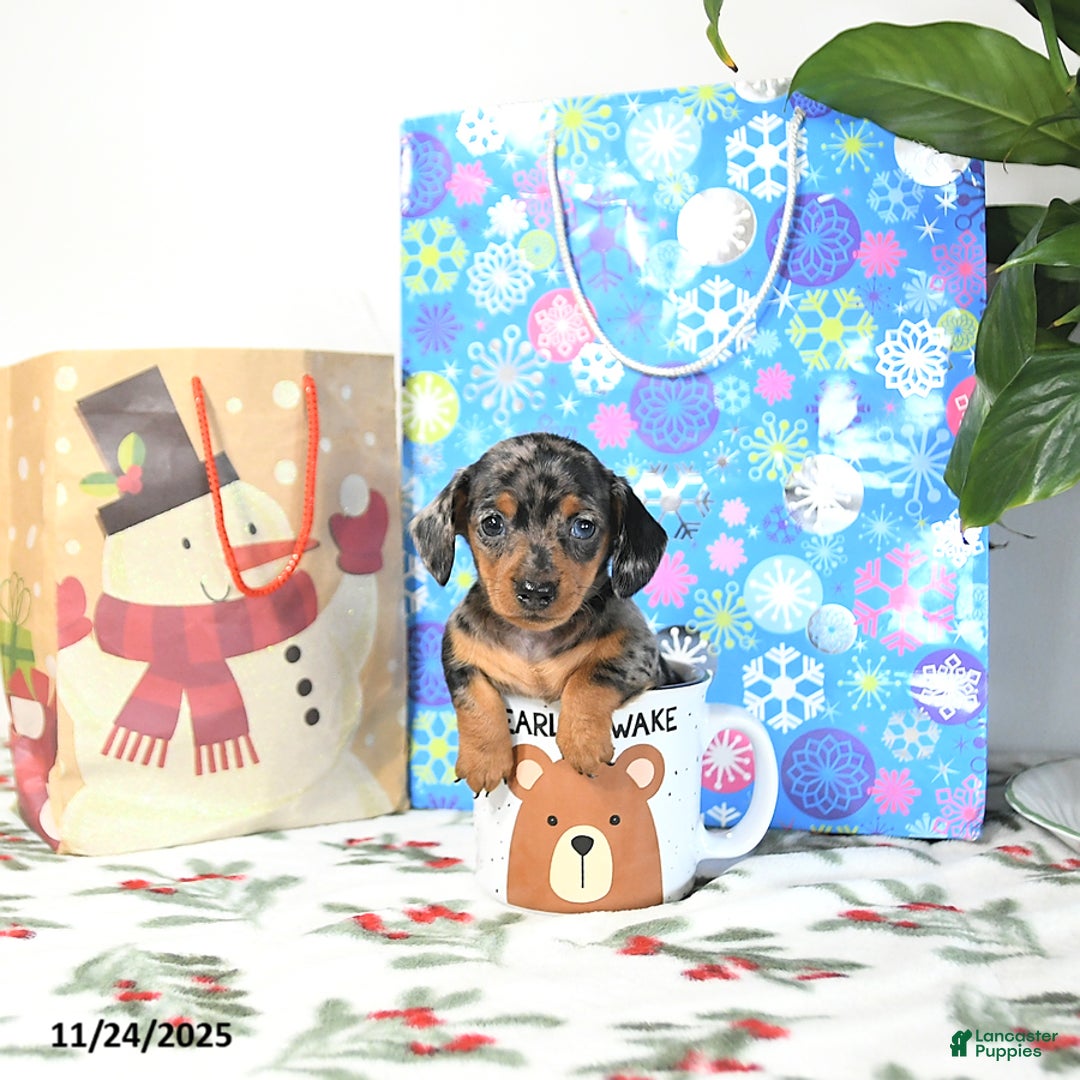Miniature Dachshund dogs for sale: Betty   - Ad 1