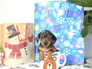 Miniature Dachshund dogs Betty - Ad 31