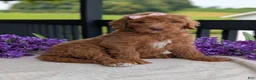 Goldendoodle dogs for sale: Miss Daisy - Ad 24