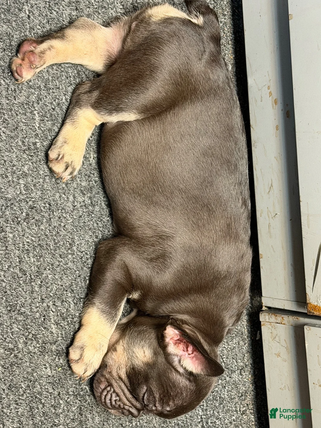 French Bulldog dogs for sale: French Bulldog 1 - Ad 2