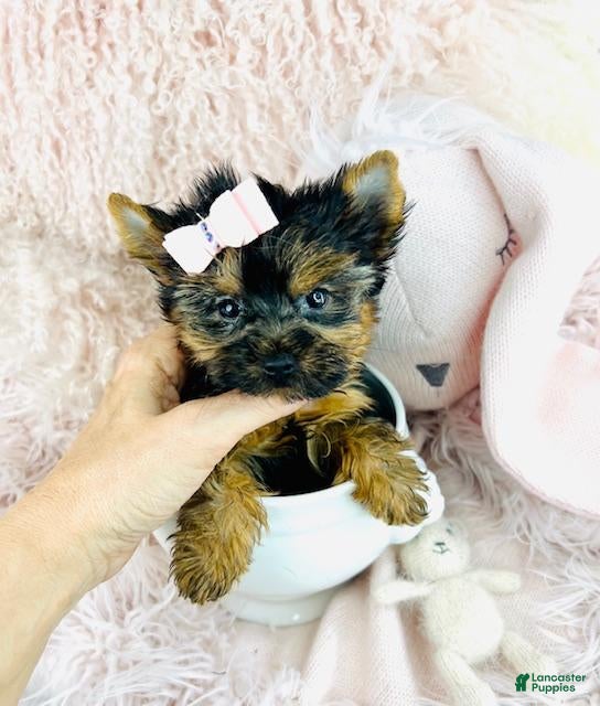 Yorkshire Terrier dogs Teacup Yorkshire Terrier 2 - Ad 2