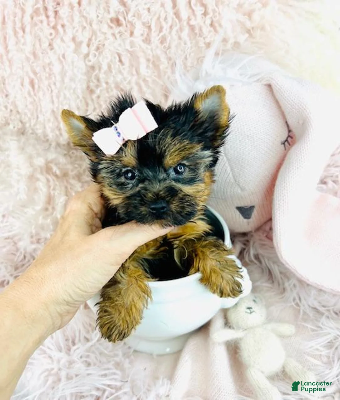 Yorkshire Terrier dogs for sale: Teacup Yorkshire Terrier 2 - Ad 2