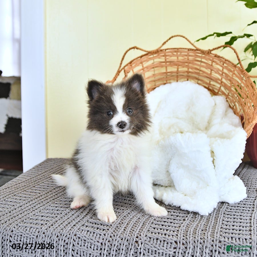 Pomeranian dogs Cameron - Ad 1