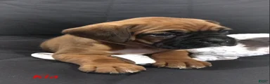 Boxer Puppy 2
