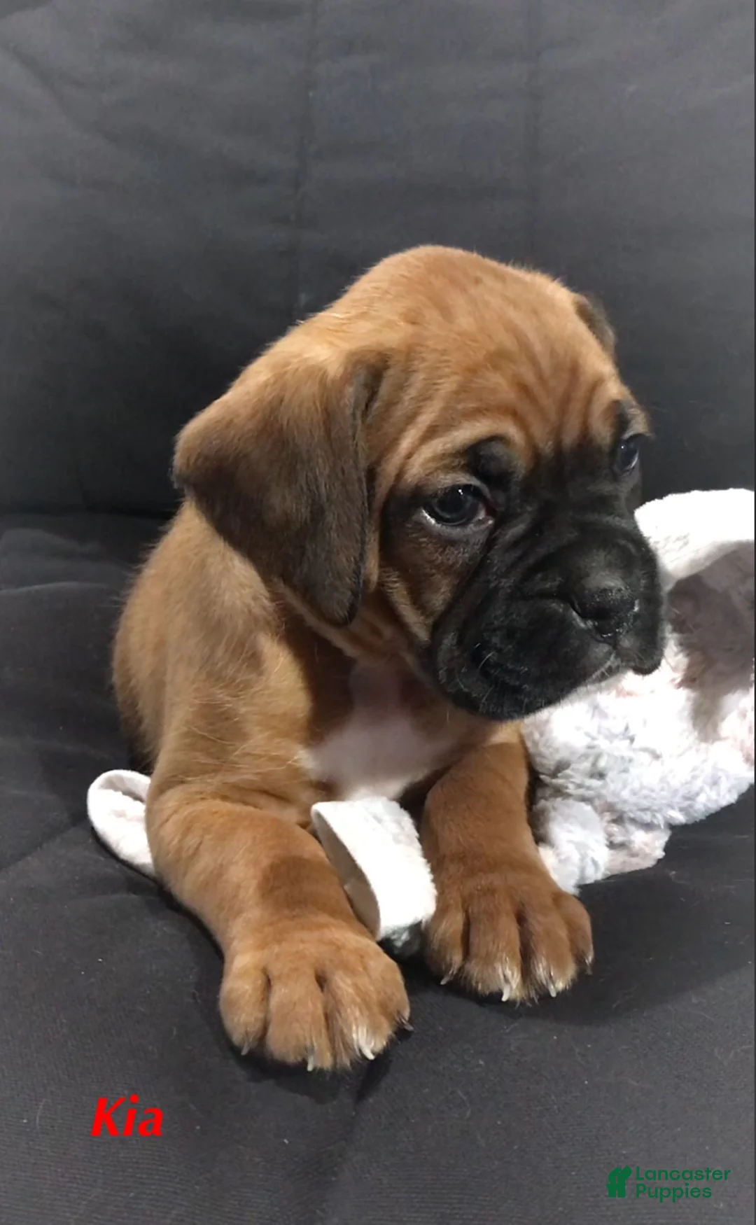 Boxer dogs for sale: Boxer Puppy 2 - Ad 1
